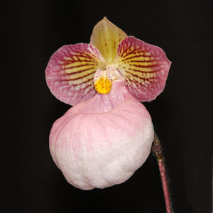 Paphiopedilum micranthum